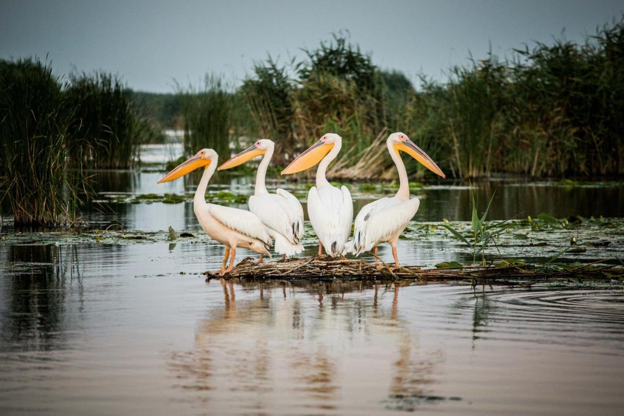 Pensiunea Nest Дунавэцу-де-Жос Экстерьер фото